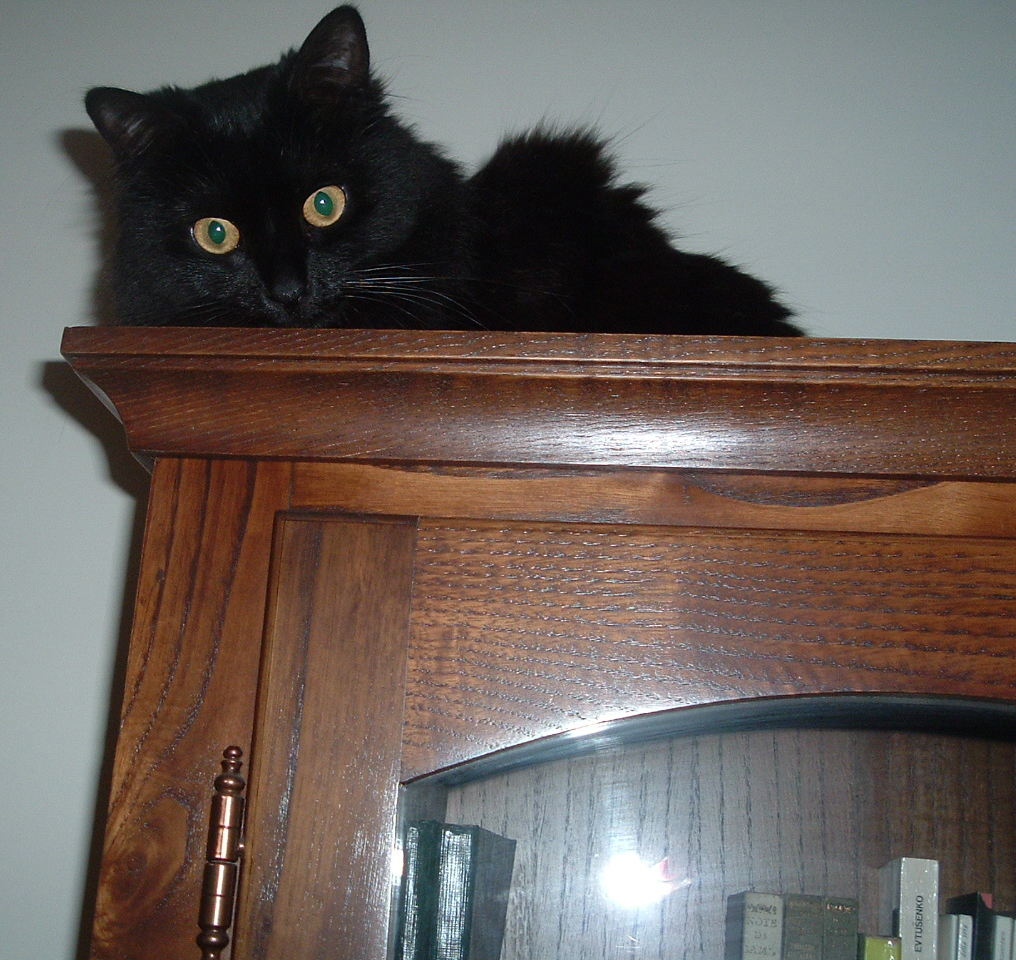gatto 2